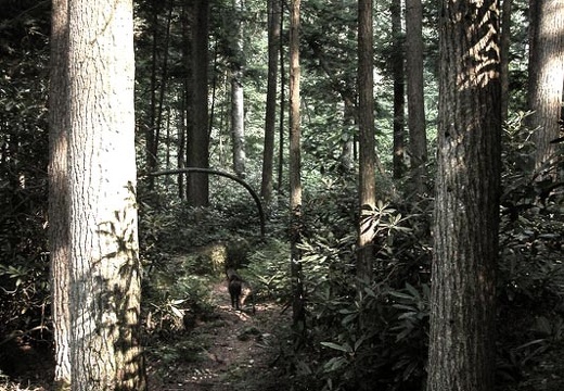 Swift Camp Creek Trail