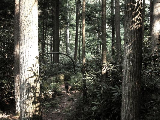 Swift Camp Creek Trail