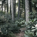 Don Juan's Garden
