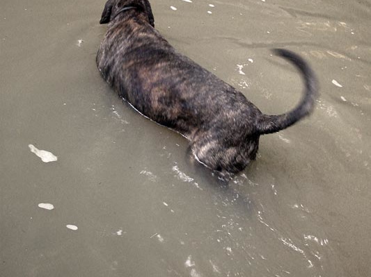 Pixel explores Swift Camp Creek