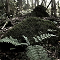Fern and rock, moss covered