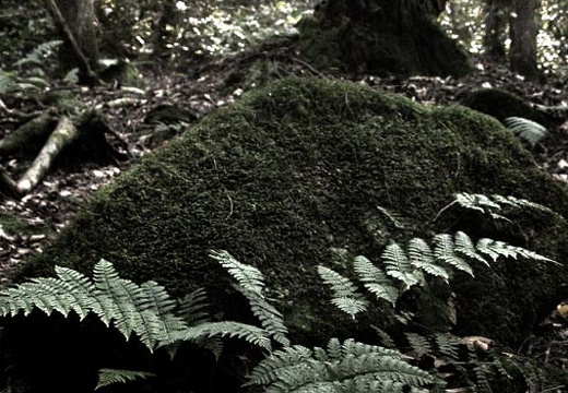 Fern and rock, moss covered