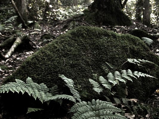 Fern and rock, moss covered