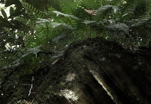 Light and leaves and sandstone