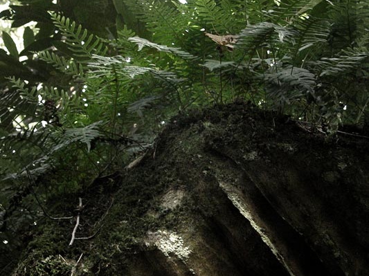 Light and leaves and sandstone