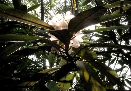 Solitary rhododendron bloom