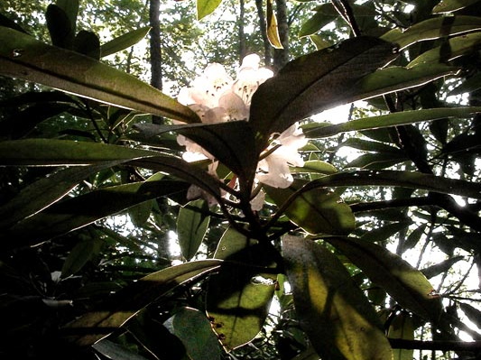 Solitary rhododendron bloom