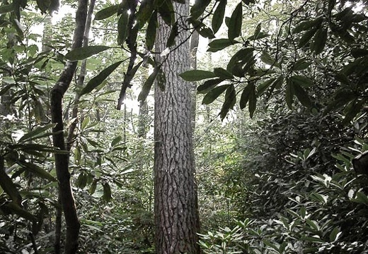 Quiet trail with filtered canopy light