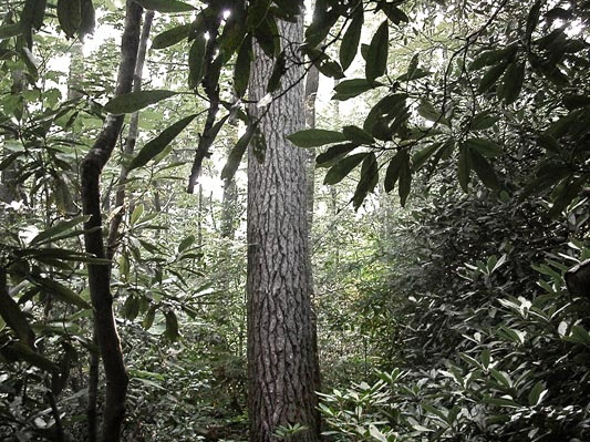 Quiet trail with filtered canopy light