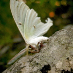 Dying Luna Moth