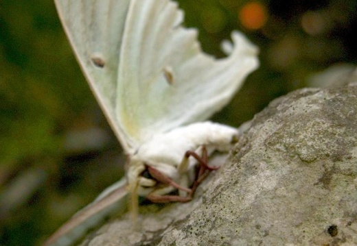 Dying Luna Moth