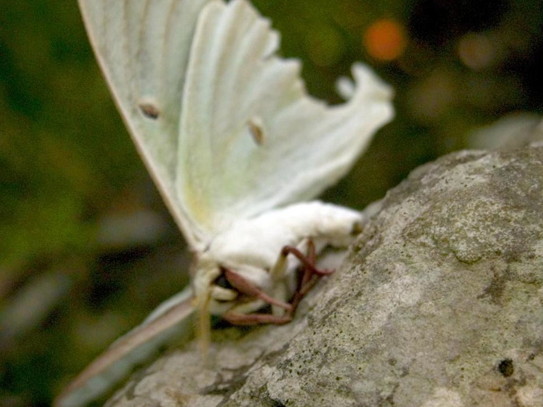 Dying Luna Moth