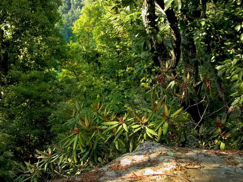 View north from Amburgy Rocks