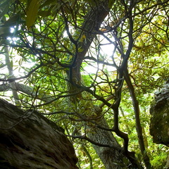 Trees and rocks