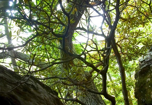 Trees and rocks