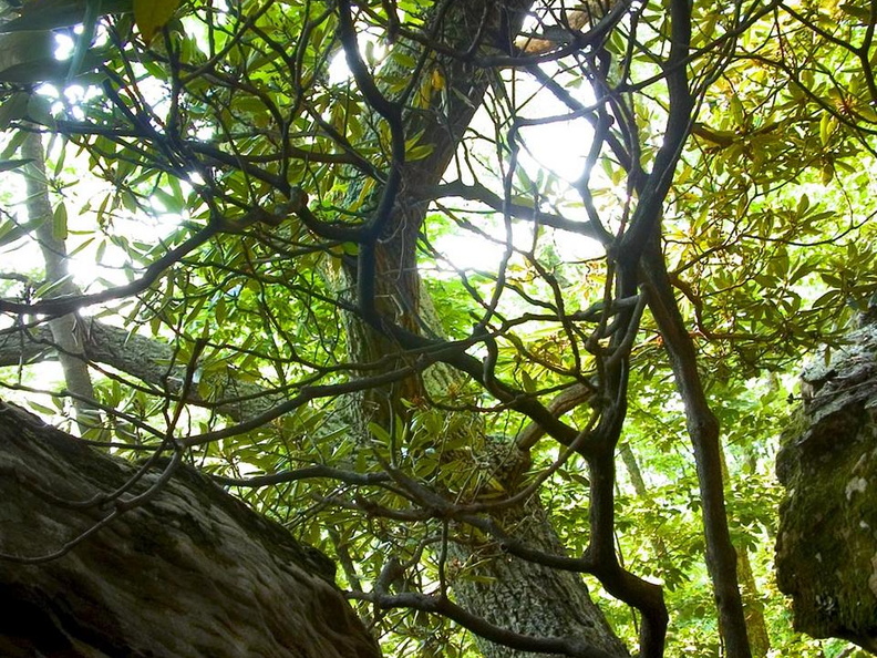 Trees and rocks