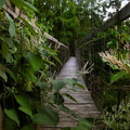 Sheltowee Trace suspension bridge across Triplett Creek