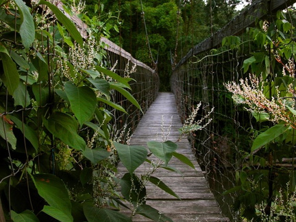 Sheltowee Trace suspension bridge across Triplett Creek