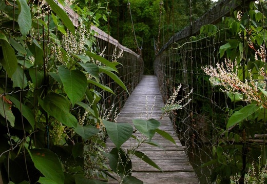 Sheltowee Trace suspension bridge across Triplett Creek