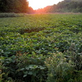 Soybean field at sunset