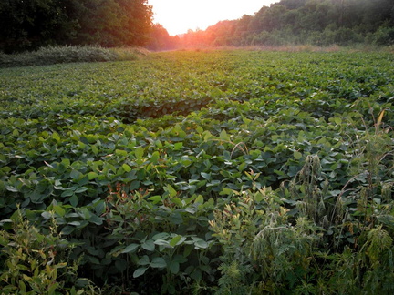 Soybean field at sunset