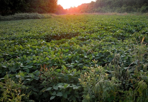 Soybean field at sunset