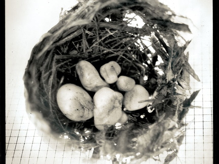 Nest