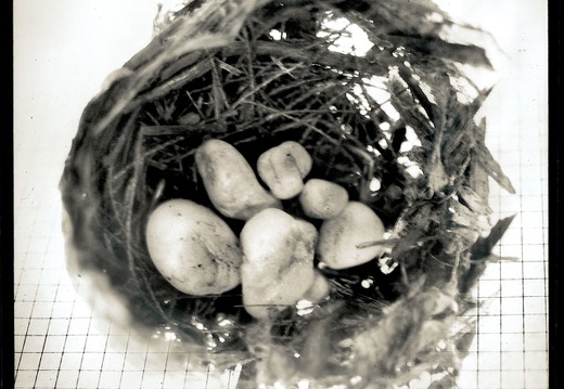 Nest