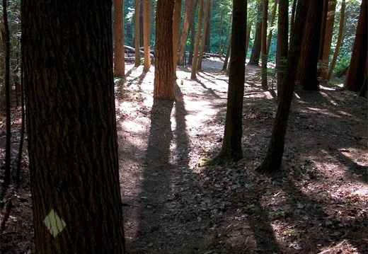 July 21: Power Loop Hike, Red River Gorge