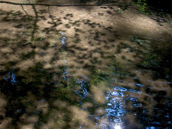 Creek with leave shadows 