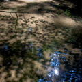 Creek with leave shadows 