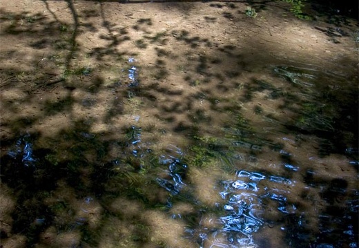 Creek with leave shadows 