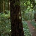 Sheltowee Trace