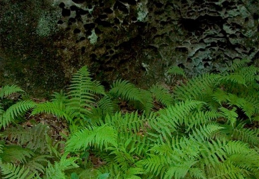 Ferns