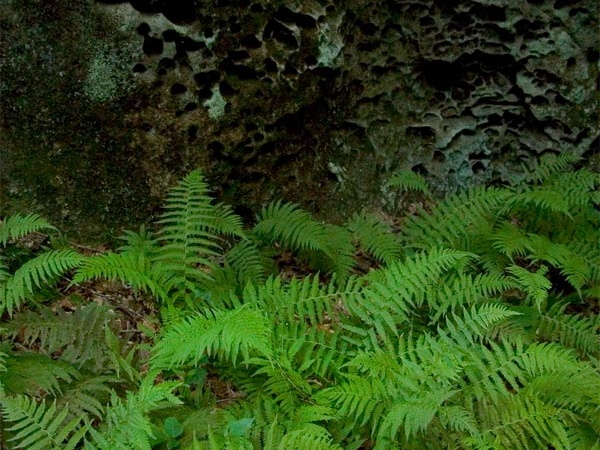 Ferns