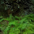 Ferns