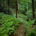 Trail