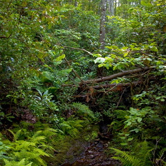 Stream above Devil's Den