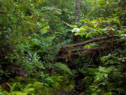 Stream above Devil's Den