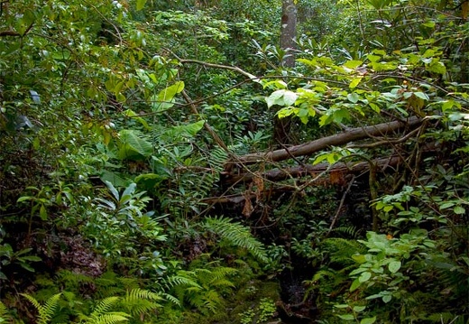 Stream above Devil's Den