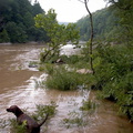 Pixel wades into the Big South Fork of the Cumberland River