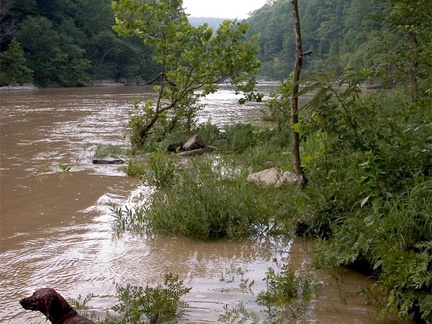 Pixel wades into the Big South Fork of the Cumberland River