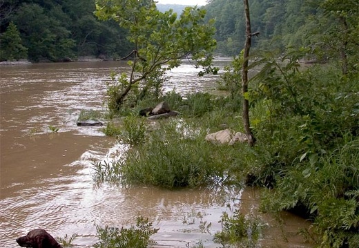 Pixel wades into the Big South Fork of the Cumberland River