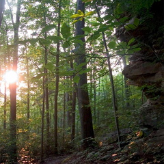 Leatherwood Loop trail