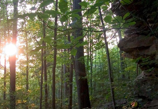 Leatherwood Loop trail