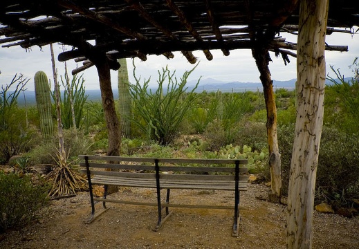 Aug 5: Arizona-Sonora Desert Museum