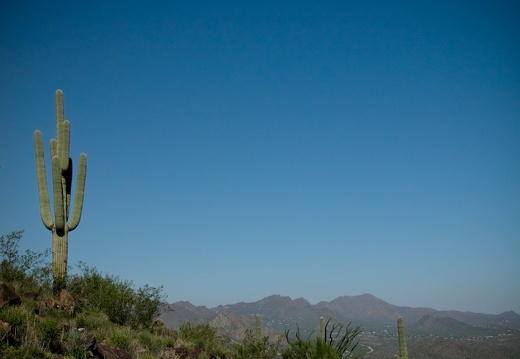 Aug 9-10: Tonto National Forest & Tumamoc Hill, Arizona