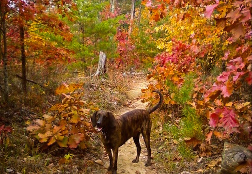 Nov 12: Red River Gorge