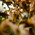 Withered Oak Leaves