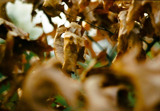 Withered Oak Leaves